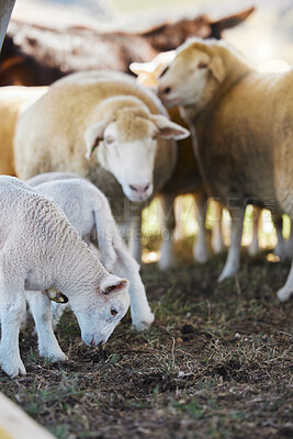 Buy stock photo Sheep, farm animals and no people on a countryside field for agriculture business on grass. Sustainability, ecology and livestock production of animal group in nature on the ground soil for farming