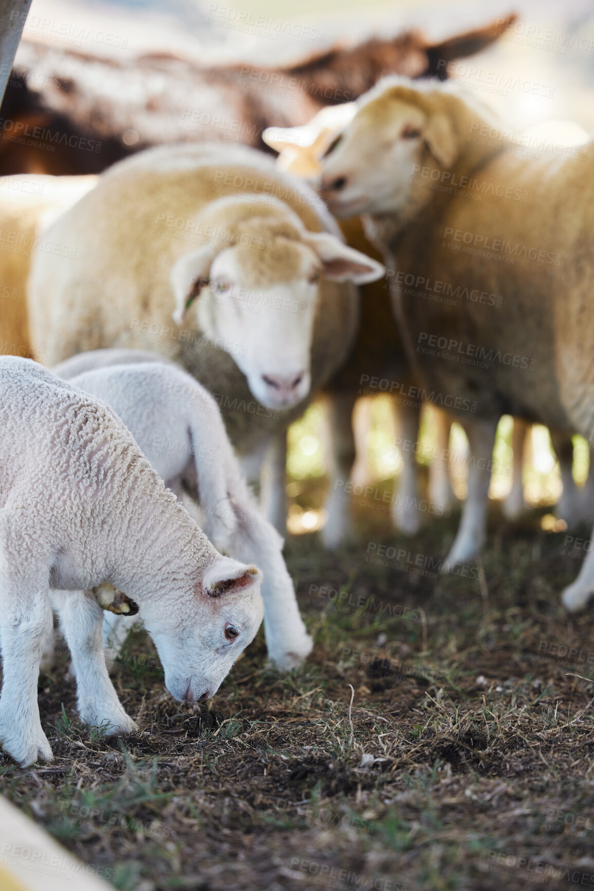 Buy stock photo Sheep, farm animals and no people on a countryside field for agriculture business on grass. Sustainability, ecology and livestock production of animal group in nature on the ground soil for farming