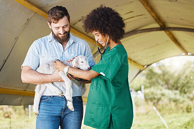 Buy stock photo Farm, healthcare or lamb with a black woman vet outdoor for a checkup on an animal in the farming industry. Doctor, sustainability or agriculture with a female veterinarian working in the countryside