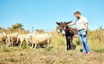 Farming, care and man with cattle on a field for agriculture, sustainability and entrepreneurship. Farm, sheep and farmer with horses on the countryside for clean energy and sustainable living