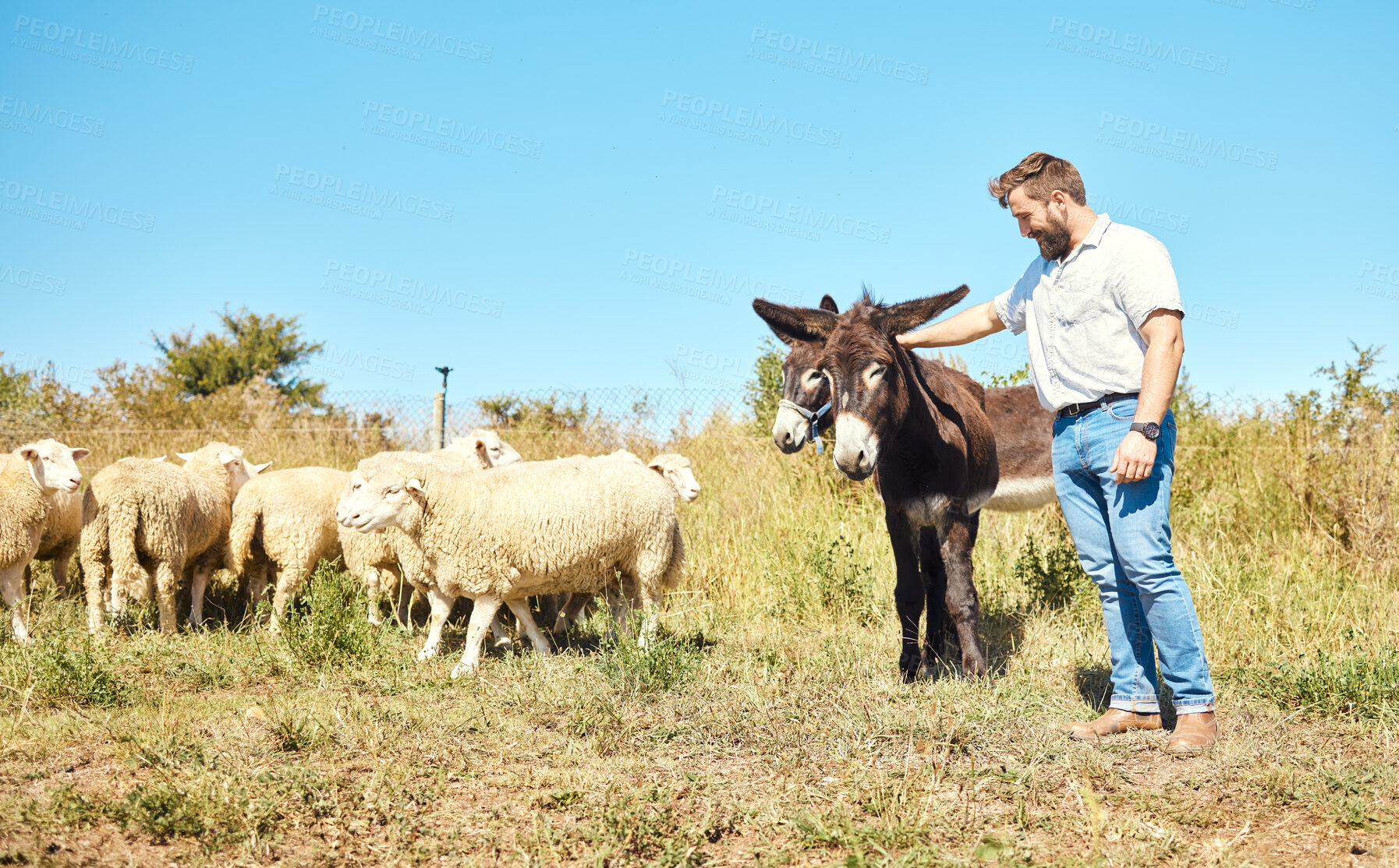 Buy stock photo Farming, care and man with cattle on a field for agriculture, sustainability and entrepreneurship. Farm, sheep and farmer with horses on the countryside for clean energy and sustainable living