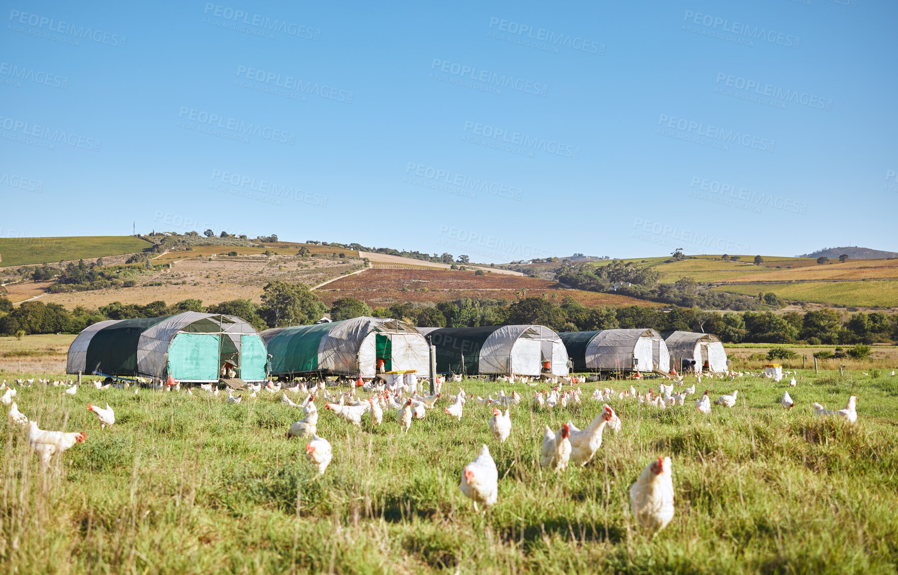 Buy stock photo Chicken, farm or countryside grass landscape for food, meat or protein eggs industry in nature, environment or agriculture. Poultry, birds or housing coops on farming field for agro production export