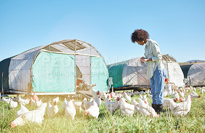Buy stock photo Agriculture, farming and black woman with chickens in sustainability, eco friendly and free range industry. Sustainable, small business owner or farmer or person with animal care on countryside land