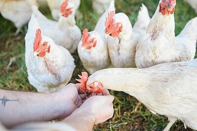 Buy stock photo Agriculture, chickens and hands with food for sustainability, eco friendly and free range farming industry in a barn. Sustainable agro worker, farmer or person bird care or animal care in countryside