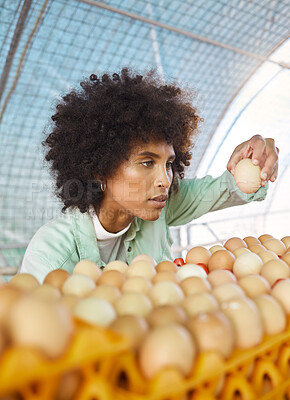 Buy stock photo Sustainability, egg farming and black woman doing quality control in barn, chicken coop and sustainable business. Food, agriculture and eggs, farmer on poultry farm checking supply chain produce.
