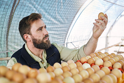 Buy stock photo Farm, agriculture and farmer with egg in hand for inspection, growth production and food industry. Poultry farming, organic and man with chicken eggs for logistics, protein market and quality control