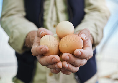 Buy stock photo Agriculture, farm and farmer with egg in hands for inspection, protein production and food industry. Poultry farming, countryside and man with chicken eggs for nature, livestock and quality control