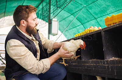 Man, chicken farmer and bird with eggs for protein, food or organic meat product in agriculture industry. Farmer, poultry expert or inspection of animal for health, wellness or sustainability at farm