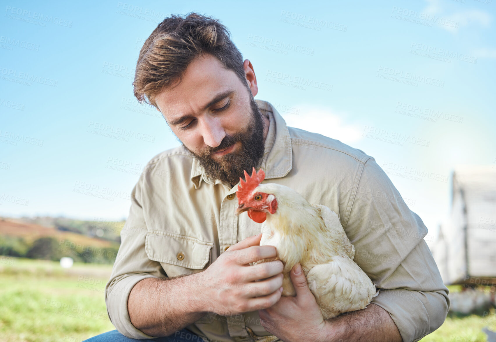 Buy stock photo Farming, food and man with a chicken on a farm for business, ecology and working in agriculture. Sustainability, environment and farmer holding a bird for a check in the countryside of Brazil