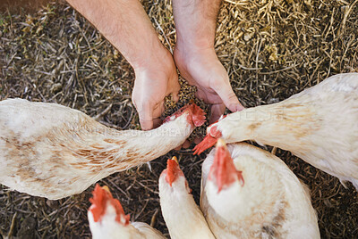 Buy stock photo Top view, farmer or hands feeding chickens in nature, countryside land or farming field for growth management. Man, seeds or poultry birds food for sustainability agro health in meat trade industry