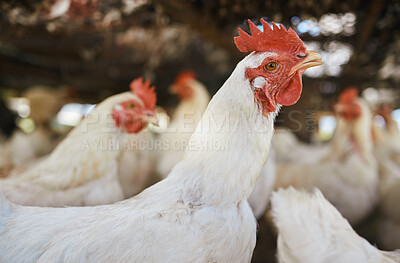 Buy stock photo Chicken zoom, sustainability farm and birds on grass with no people in the countryside. Agro production, field and egg product business of livestock and animals for sustainable eco friendly farming 