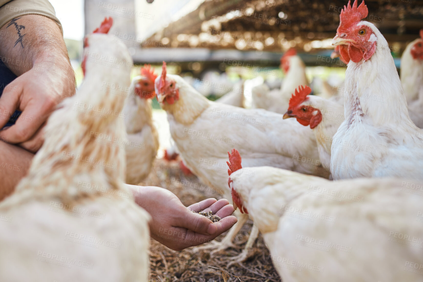 Buy stock photo Hands, chicken and seeds at outdoor farm for growth, health and development with sustainable agriculture. Man, farmer and poultry expert for birds, eggs and meat for protein diet in countryside field