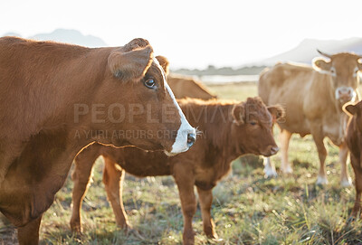 Buy stock photo Sustainable, agriculture and cows on a livestock farm in nature for dairy or beef production. Farming, environment and cattle animals on a agro field grazing on grass in the eco friendly countryside.