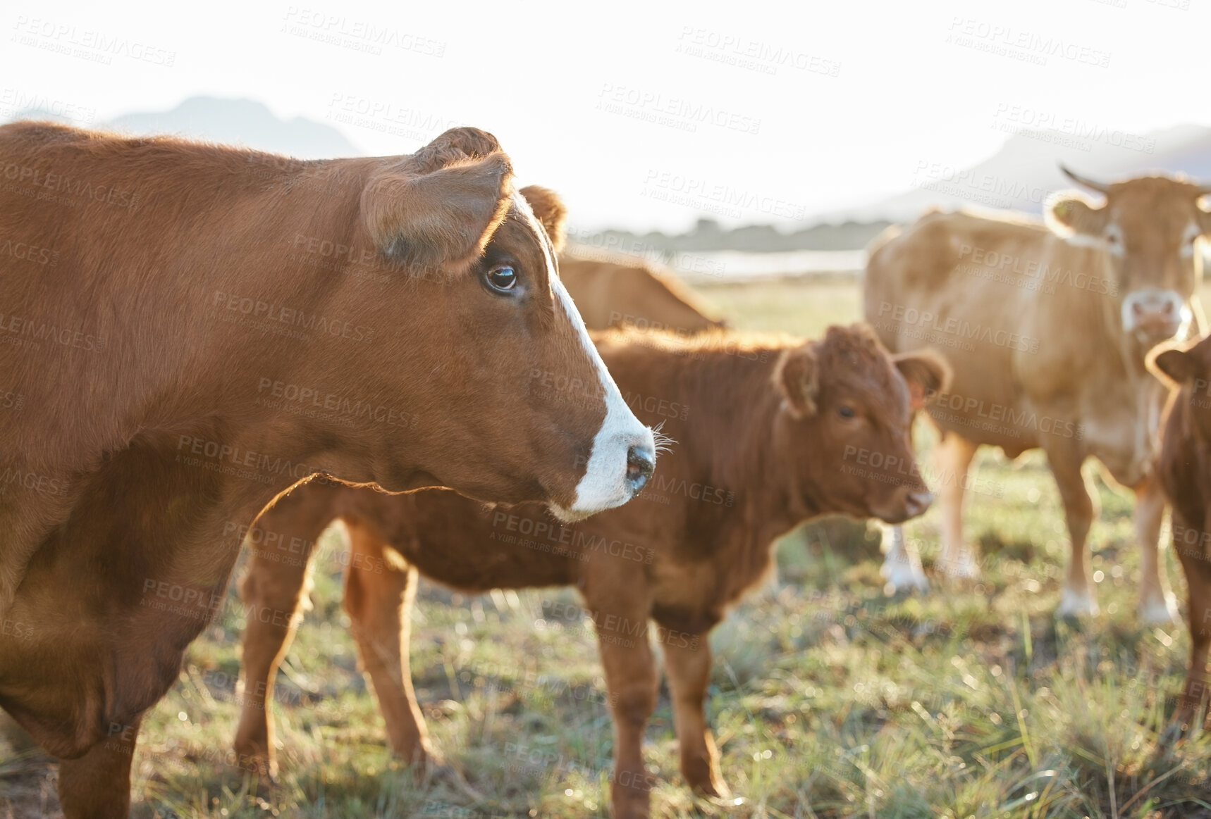 Buy stock photo Sustainable, agriculture and cows on a livestock farm in nature for dairy or beef production. Farming, environment and cattle animals on a agro field grazing on grass in the eco friendly countryside.