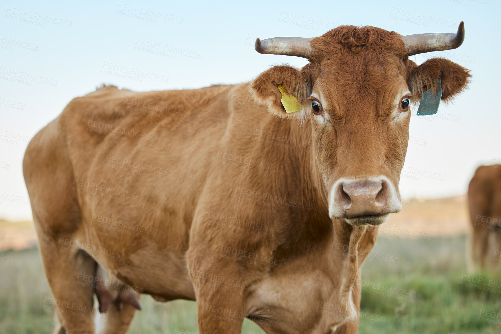 Buy stock photo Sustainability, farming and portrait of cow on field, animal in countryside with mountains, sustainable dairy and beef production. Nature, meat and milk farm, cattle grazing on grass in agriculture.