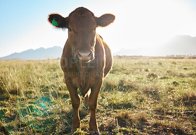 Buy stock photo Field, farming and portrait of cow, animal in countryside with mountains and sun, sustainable dairy and beef production. Nature, meat and milk farm, cattle on grass and sustainability in agriculture.