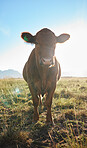 Sun, farming and portrait of cow, animal in countryside with mountains and meadow, sustainable dairy and beef production. Nature, meat and milk farm, cattle on grass and sustainability in agriculture