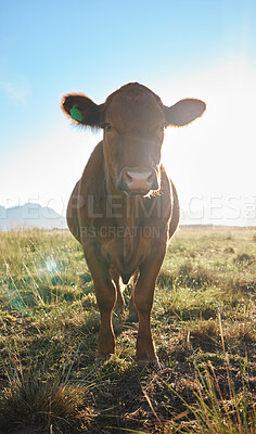 Buy stock photo Sun, farming and portrait of cow, animal in countryside with mountains and meadow, sustainable dairy and beef production. Nature, meat and milk farm, cattle on grass and sustainability in agriculture