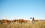 Couple, farm and animals in the countryside for agriculture, travel or natural environment in nature. Man and woman farmer walking on grass field with livestock, cattle or cows for sustainability