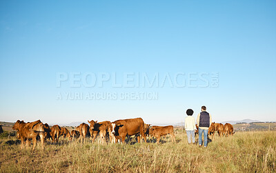 Buy stock photo Couple, farm and animals in the countryside for agriculture, travel or natural environment in nature. Man and woman farmer walking on grass field with livestock, cattle or cows for sustainability