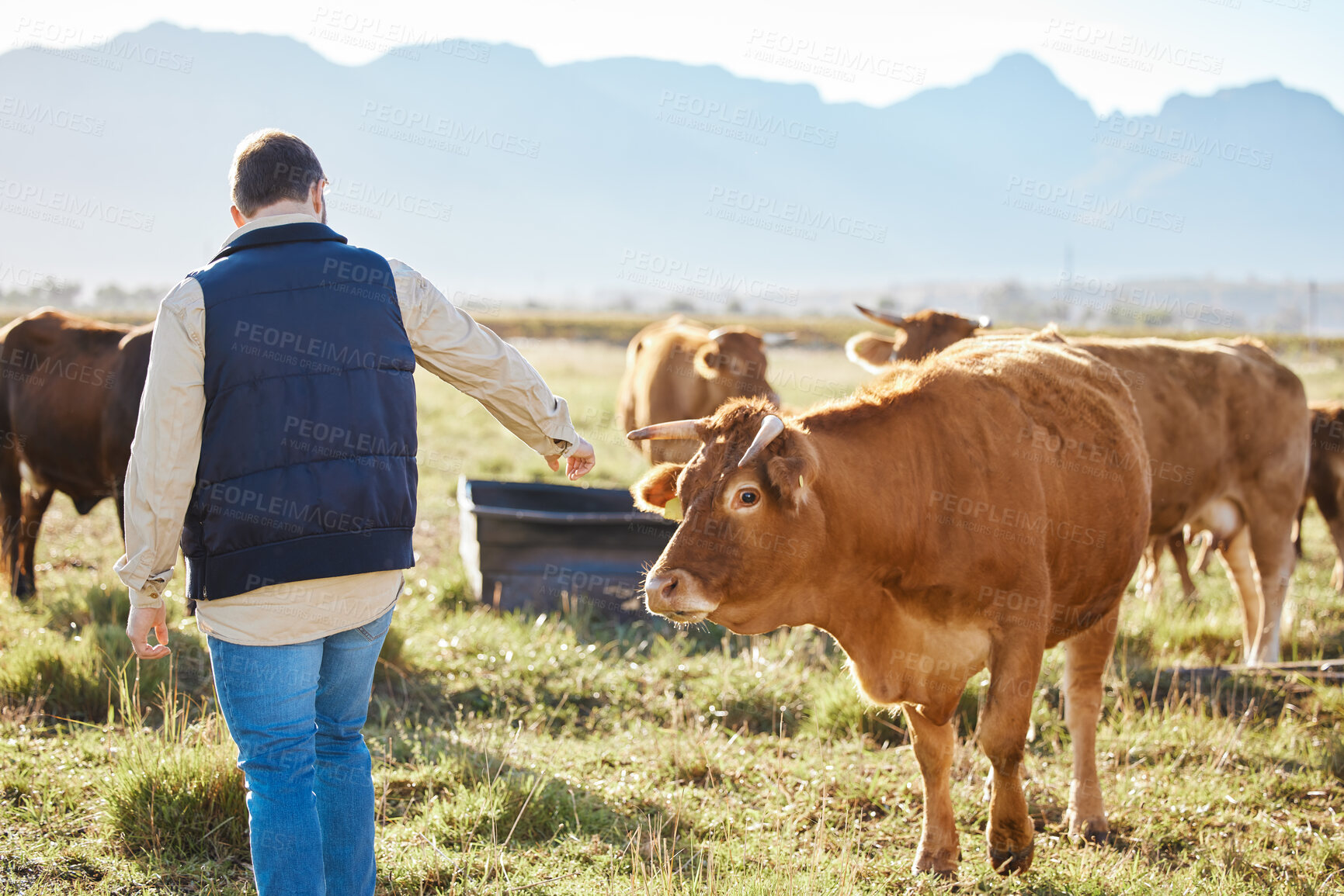 Buy stock photo Care, agriculture man or cow worker on farm for sustainability or milk production on nature countryside. Agro, grass or farmer on small business field land for dairy, animals or ecology with cattle