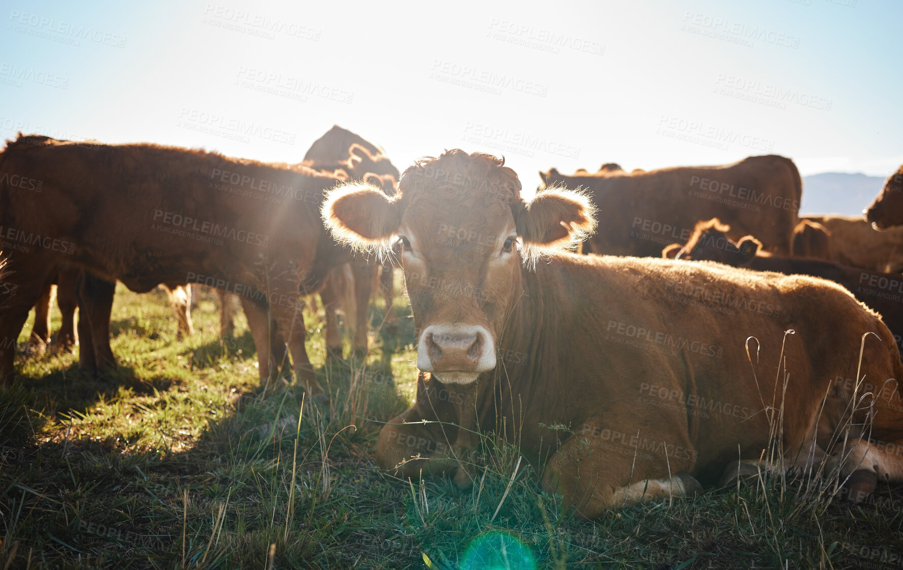 Buy stock photo Summer farm, sustainability and cows on field, happy animals in countryside with mountains, sustainable dairy and beef production. Nature, meat and milk farming, cattle on grass in eco agriculture.