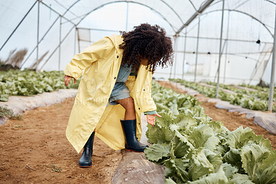 Buy stock photo Girl child, agriculture and farming in greenhouse with lettuce, fresh vegetables with sustainability and young trainee farmer. Healthy, harvest produce and learning, inspection of crops and ecology