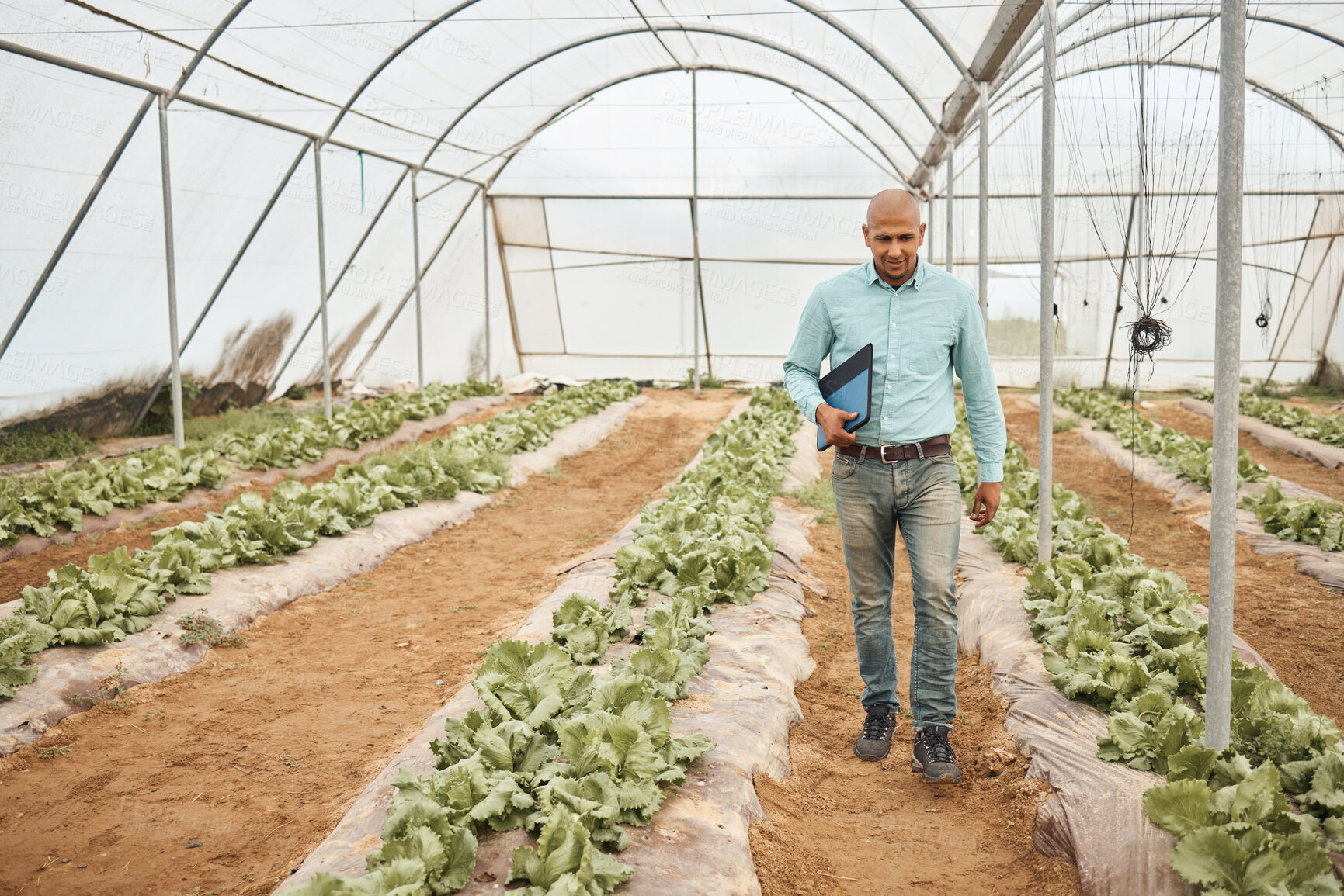 Buy stock photo Farmer, clipboard or walking in farming check, greenhouse analytics or lettuce growth research in crop compliance. Agriculture, countryside or garden field in inspection man or nature food innovation