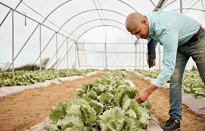 Buy stock photo Farmer, clipboard and checking farming vegetables in greenhouse analytics, lettuce growth research or crop compliance. Agriculture, countryside and garden field for inspection man in food innovation