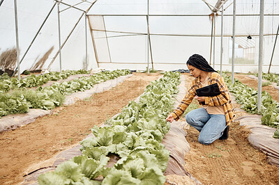 Buy stock photo Greenhouse, gardening and black woman for vegetables growth, agro business and farmer supply chain inspection. Farming, plants management and eco friendly person for lettuce or food quality assurance