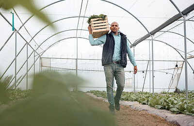Buy stock photo Worker, walking or vegetables crate for agriculture harvesting, greenhouse growth or field produce for export logistics sales. Farmer, man or farming box for food crops collection or customer retail