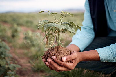 Buy stock photo Black man, hands and planting in soil agriculture, sustainability farming or future growth planning in climate change support. Zoom, farmer and green leaf plants in environment, nature or countryside