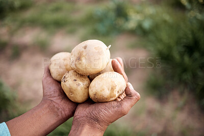 Buy stock photo Farmer, hands or harvesting potatoes in farm, agriculture field growth or countryside nature environment in export logistics sales. Zoom, man or farming worker and ground vegetables food or soil crop