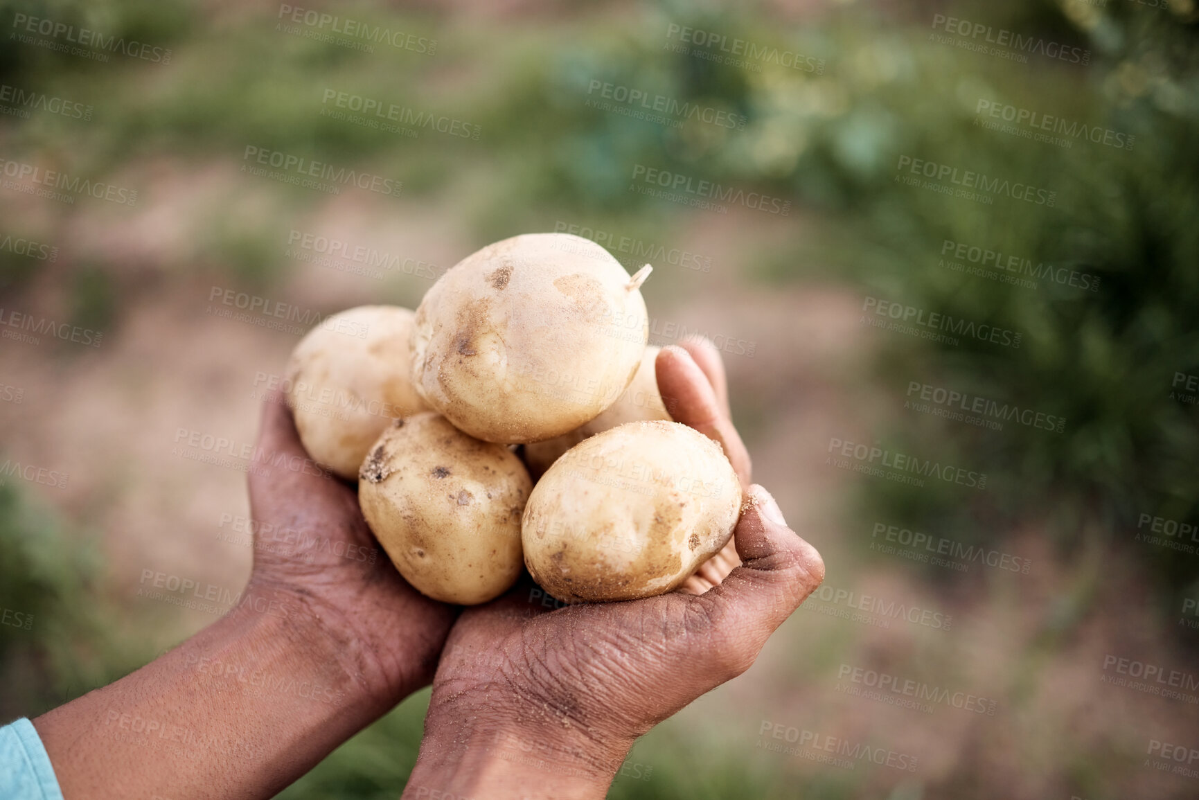 Buy stock photo Farmer, hands or harvesting potatoes in farm, agriculture field growth or countryside nature environment in export logistics sales. Zoom, man or farming worker and ground vegetables food or soil crop