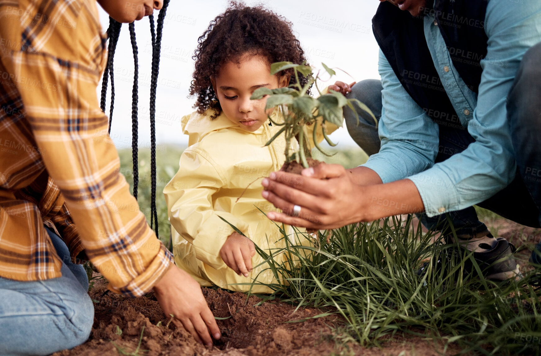 Buy stock photo Farming family, child or planting in soil agriculture, sustainability learning or future growth planning in climate change. Man, woman or kid and green leaf plant in environment nature or countryside