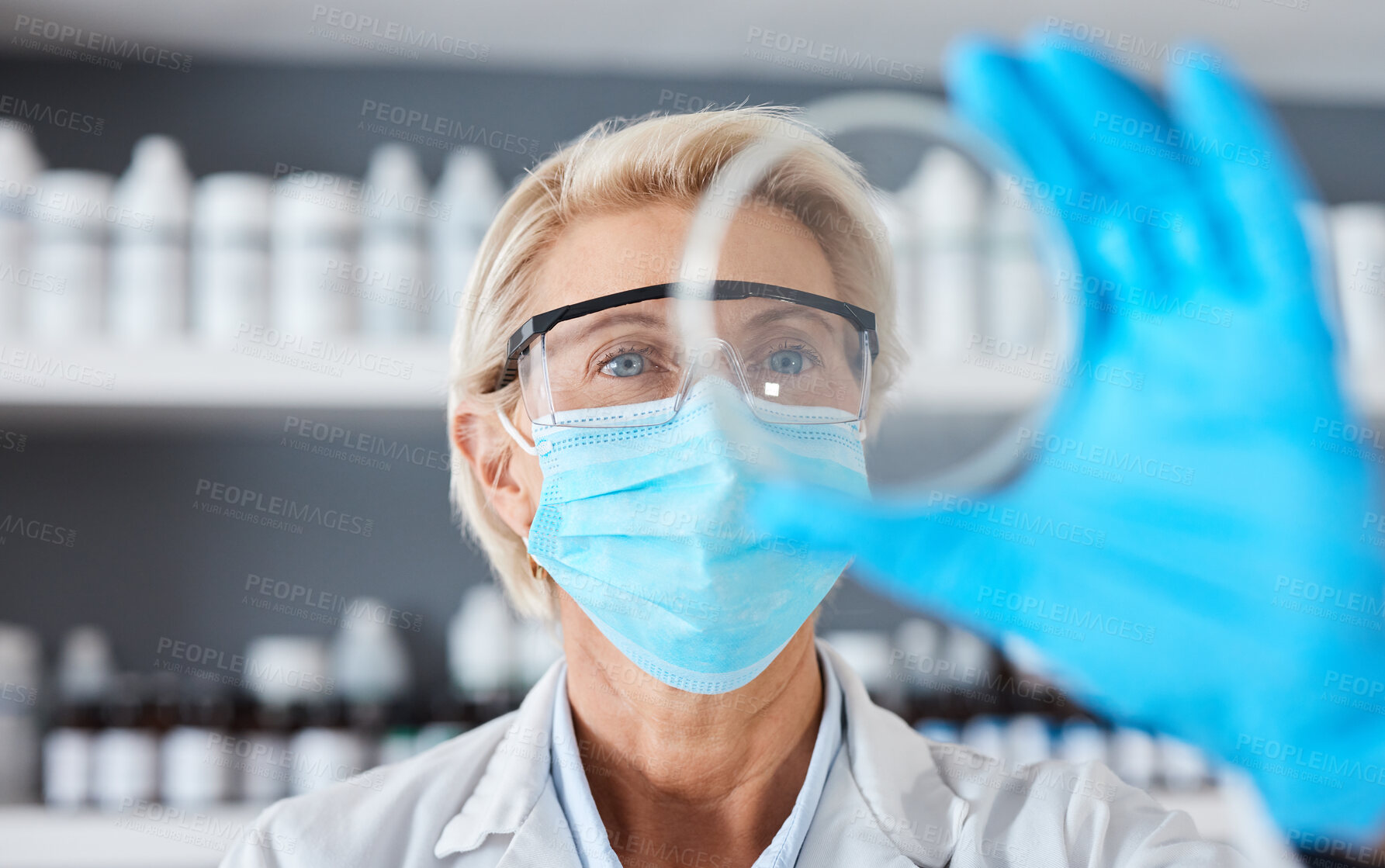 Buy stock photo Scientist with petri dish in hand and science study in lab, medical research and senior woman in face mask. Scientific innovation, expert doctor in biotechnology or pharmacy with analysis of sample