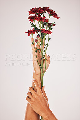 Buy stock photo Flowers in hands, woman and nature with manicure, nails care and natural, botanical flora isolated on studio background. Mockup space, chrysanthemum flower and blossom with Spring, floral and beauty