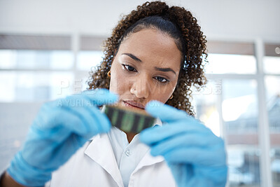 Buy stock photo Microchip, research and scientist looking at dna, digital analysis and investigation in a lab. Analytics, science and woman holding an engineering circuit for scientific experiment on electronics