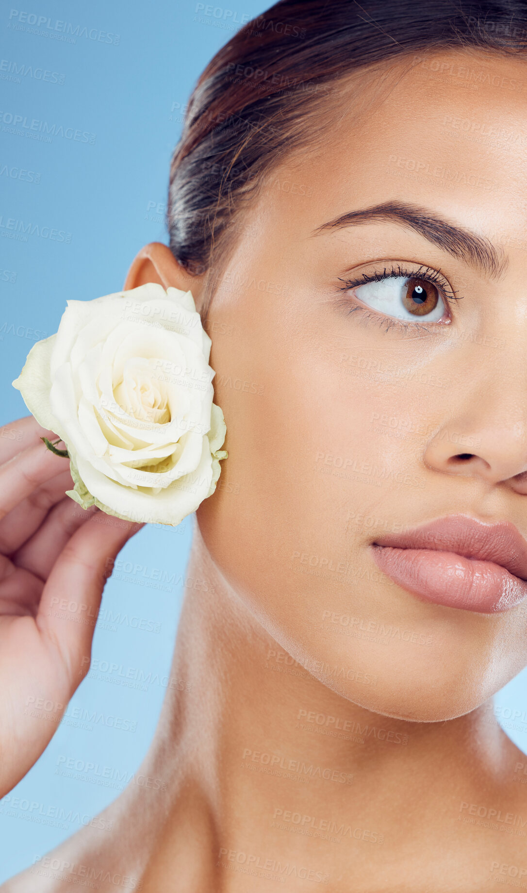 Buy stock photo Rose, petals and woman in studio for skincare, wellness and petal cosmetic on blue background. Face, flower and girl with floral product relax in luxury, beauty or natural, soft or aesthetic isolated