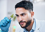 Plant scientist, tweezer and man in laboratory looking at leaf for science experiment. Sustainability, innovation and face of male doctor, researcher or botanist with organic plants for gmo analysis.