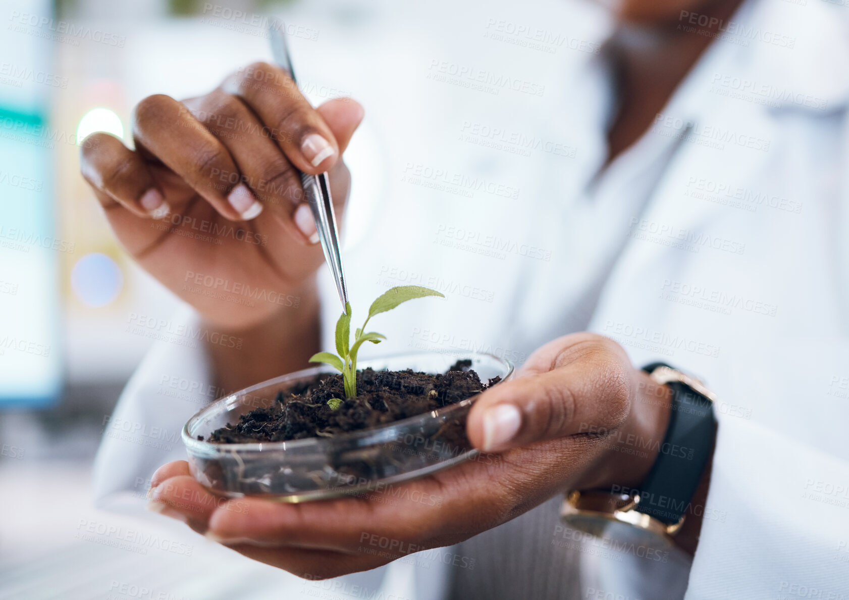 Buy stock photo Science, plants and black woman research growth, agriculture development and food security in medical study.  Fertilizer soil, eco friendly test and scientist or professional person hands for health