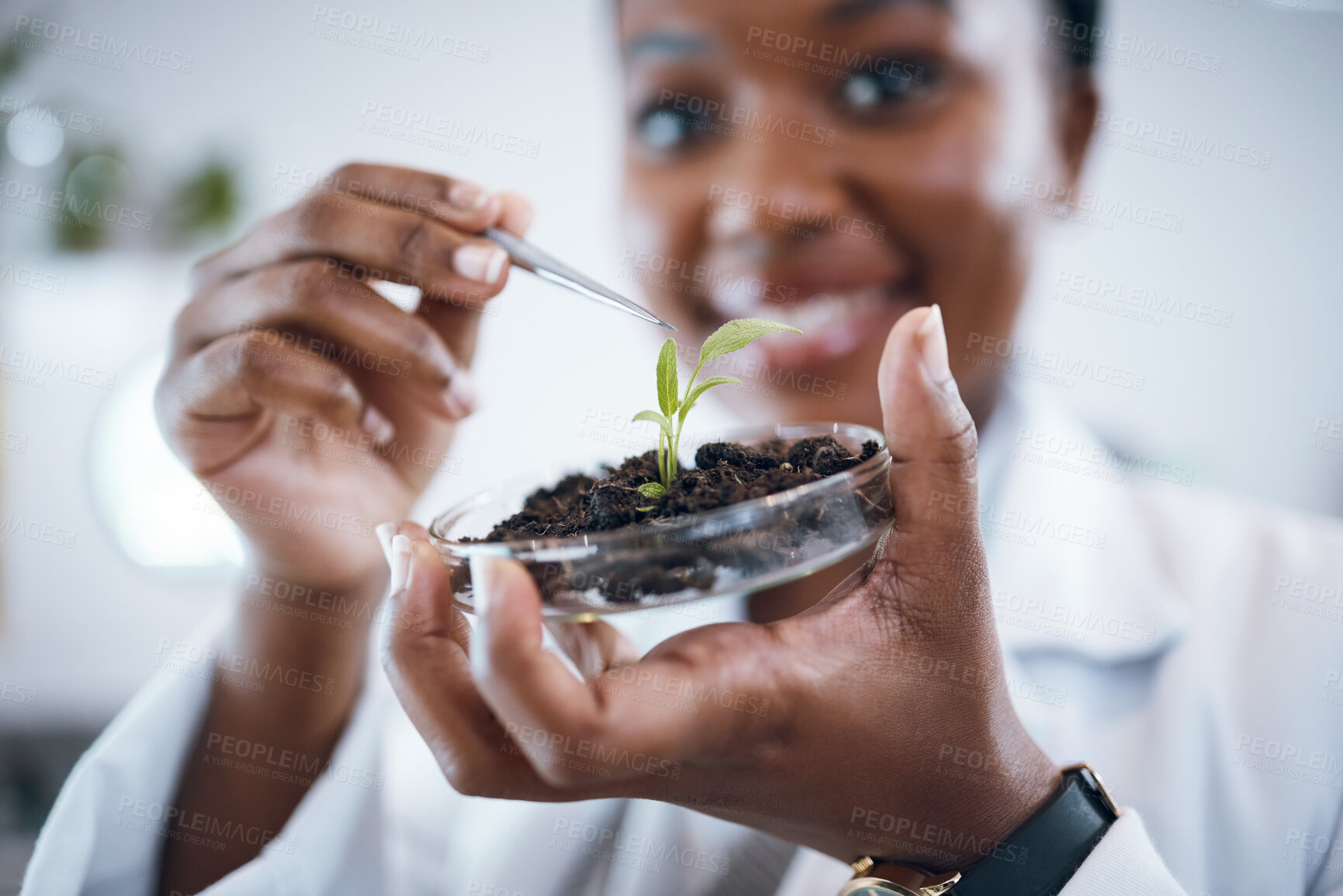 Buy stock photo Science laboratory, black woman and plants in Petri dish for agriculture study, sustainability research and food security. Growth soil, eco friendly test and scientist or professional person portrait