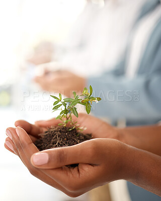 Buy stock photo Business growth and plants in hands for eco friendly investment, sustainability or company green startup. Sapling soil, people palm and sustainable development for nonprofit support in climate change