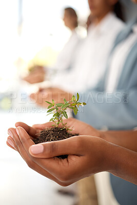 Buy stock photo Plants, hands and business growth for eco friendly investment, sustainability and company green startup. Sapling soil, people palm and sustainable development for nonprofit support in climate change