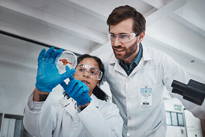Buy stock photo Science, analysis and scientists with a blood sample in a lab for research, dna test and healthcare. Medical, innovation and man and woman looking at a red chemical for analytics and experiment