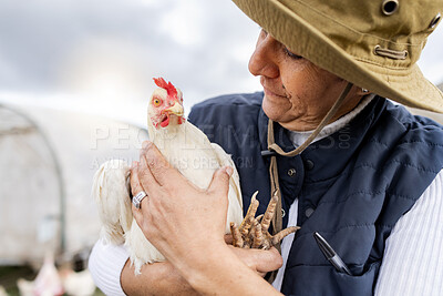 Buy stock photo Farmer, woman and holding chicken for agriculture in field, environment and countryside. Poultry farming, female worker and feather birds for sustainability, eggs production and food trade industry