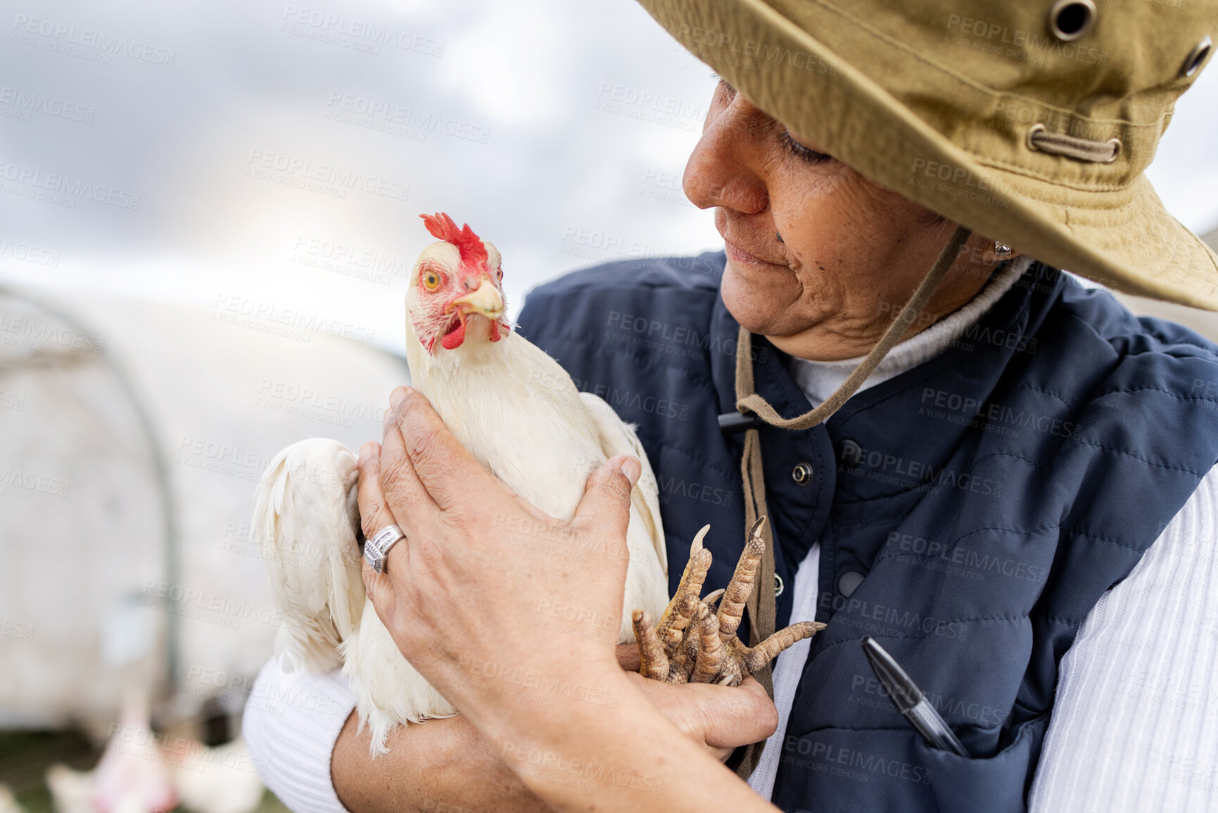 Buy stock photo Farmer, woman and holding chicken for agriculture in field, environment and countryside. Poultry farming, female worker and feather birds for sustainability, eggs production and food trade industry
