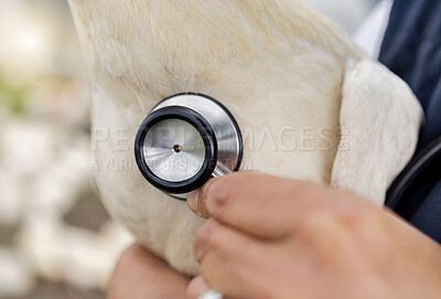 Buy stock photo Chicken, health and stethoscope with vet, agriculture and livestock, poultry farming with doctor. Healthcare for animals, bird and closeup, person on farm for medical test on animal and wellness