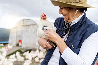 Buy stock photo Chicken, animal healthcare and stethoscope with vet, agriculture and livestock, poultry farming in countryside. Health for animals, senior woman doctor on farm for medical test and wellness check