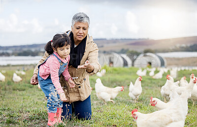 Buy stock photo Family, farming and chicken, grandmother and child on farm in Mexico, feeding livestock with poultry and agriculture. Senior woman, girl and farmer on field in countryside, nutrition and sustainable
